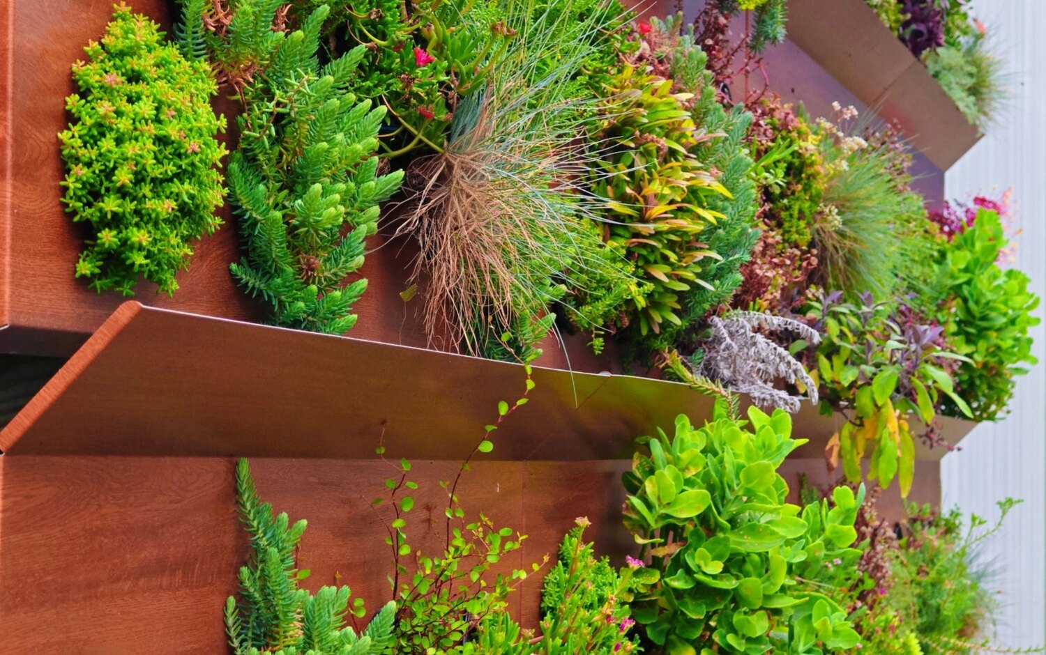 Gros plan sur la végétation d'une façade GreenCover — succulentes, graminées et vivaces