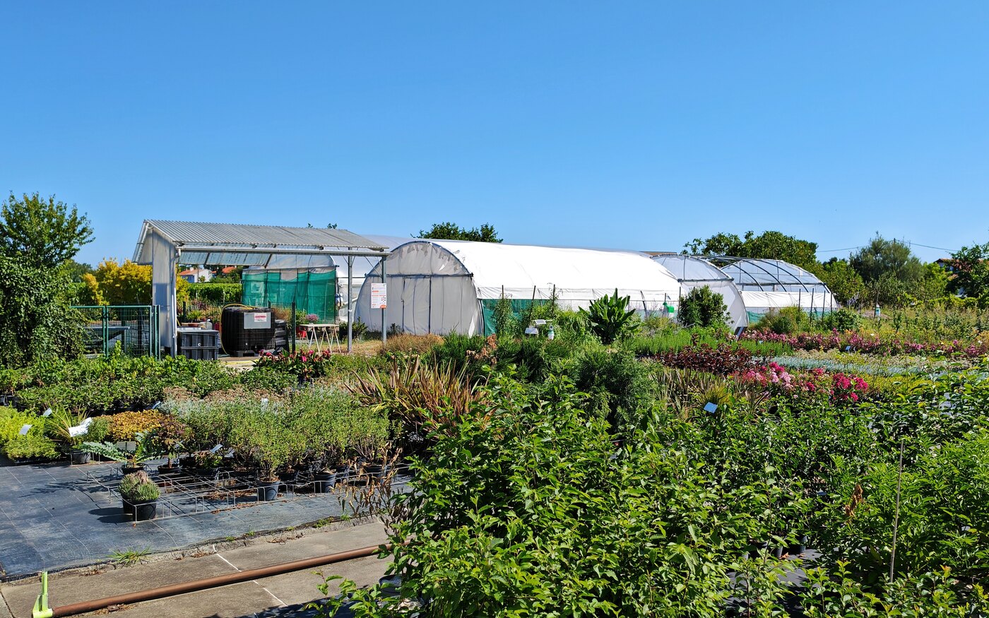 Pépinière partenaire — production et sélection de la palette végétale GreenCover sous serres horticoles